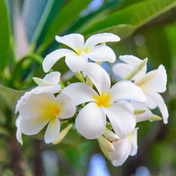 Villa- Wildflower- blooming fragipani flowers wellness st barth relax