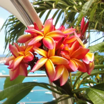 Villa Wildflower frangipane flowers blooming stbarth