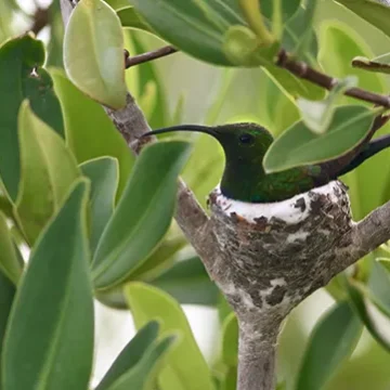 Villa-Wildflower- bird tropical -stbarth-island