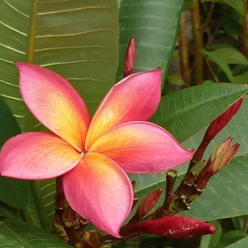 Villa Wildflower kolibri exotic pachystachys flowers st barth