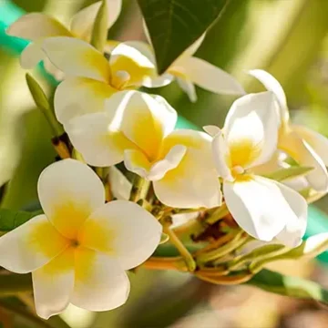 Villa Wildflower frangipane flowers bloomingstbarth