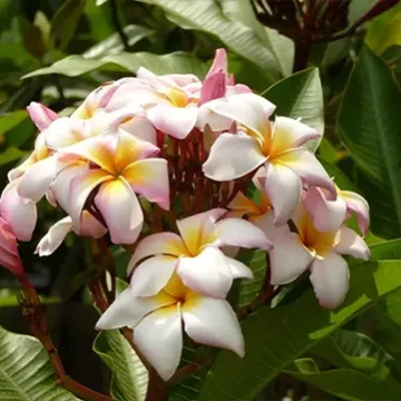 Villa-Wildflower- fragipani flowers-blooming-paradis-tropical-stbarth
