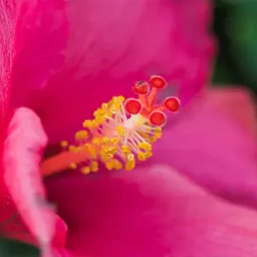 Villa-Wildflower-hibiscus-stbarthelomy-island