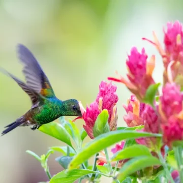 Villa Wildflower kolibri exotic pachystachys flowers st barth