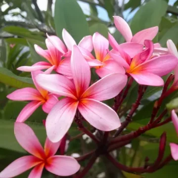 Villa Wildflower frangipane flowers blooming stbarth