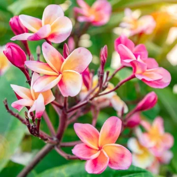 Villa Wildflower pink frangipane flowers bloomingstbarth