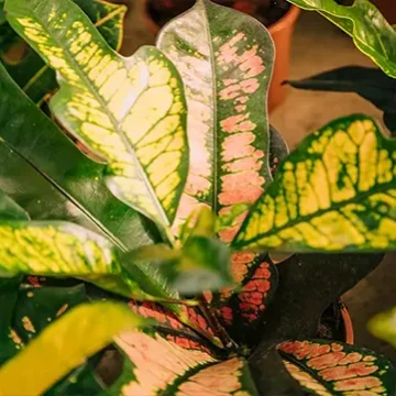 Villa-Wildflower-plants-croton-stbarth-island