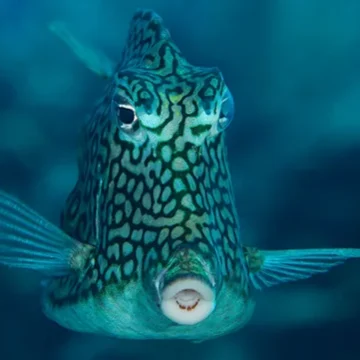 Villa-Wildflower- underwater fish tropical -stbarth-island