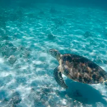 Villa-Wildflower- wild turtle beach-stbarth-island