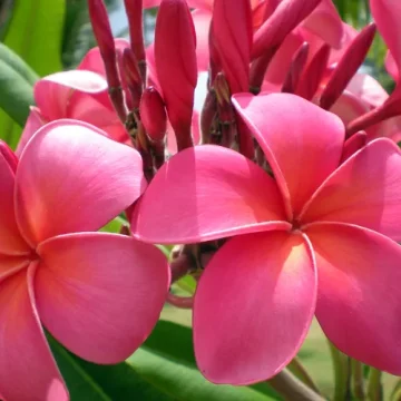 Villa Wildflower frangipane flowers blooming stbarth