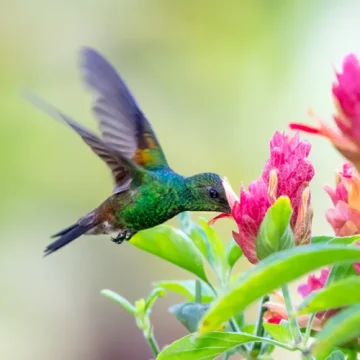 Villa Wildflower kolibri exotic pachystachys flowers st barth