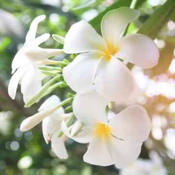 Villa Wildflower frangipane flowers blooming stbarth